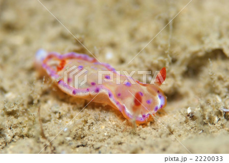 ミカドウミウシ 2220033