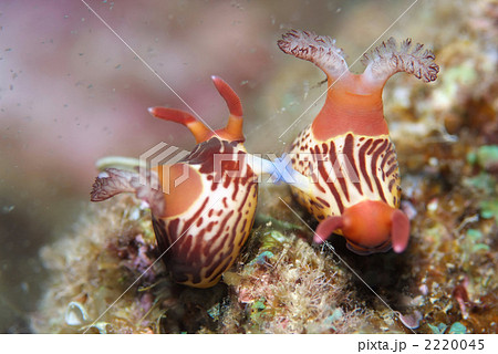 クロスジリュウグウウミウシ 2220045