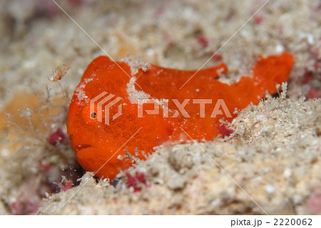 カエルアンコウ 2220062