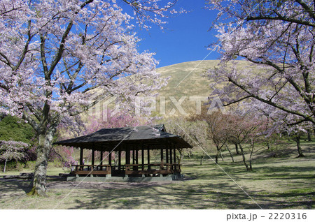 大室山さくらの里の桜 大室山さくらの里の桜 2220316