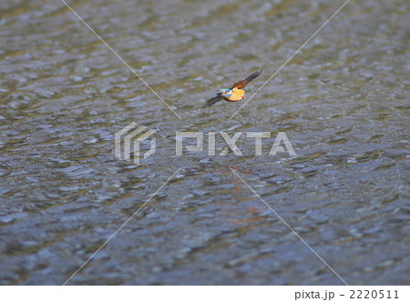 水面すれすれを疾走するカワセミ 2220511