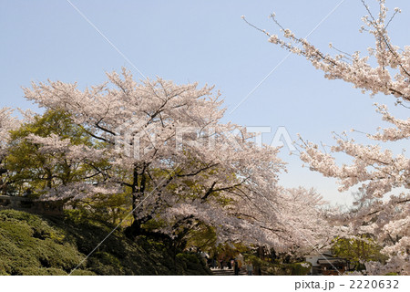 清水寺の桜 清水寺の桜 2220632