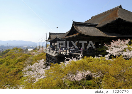 清水寺の桜 清水寺の桜 2220770