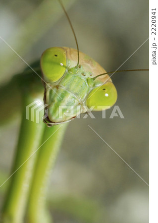オオカマキリ オオカマキリ 2220941