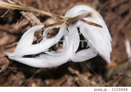 シモバシラノハナ 2220998