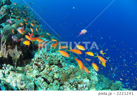 アカネハナゴイ アカネハナゴイ 2221241