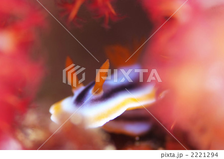 シライトウミウシ 2221294