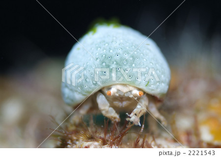 ユキンコボウシガニ 2221543