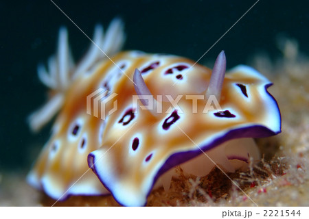 ヒョウモンウミウシ 2221544