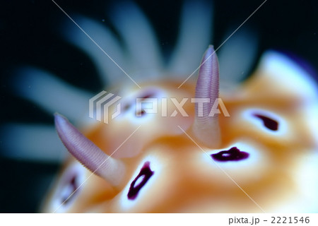 ヒョウモンウミウシ 2221546