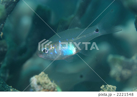 ウスモモテンジクダイ ウスモモテンジクダイ 2221548