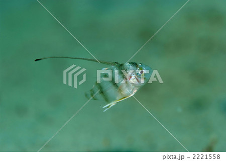 タイワンダイ 2221558