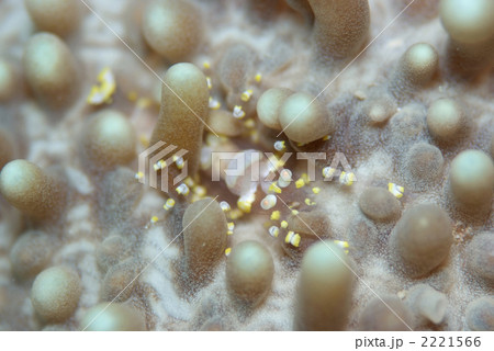 イソギンチャクモドキカクレエビ イソギンチャクモドキカクレエビ 2221566