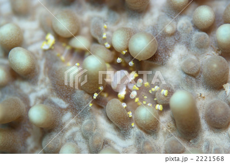 イソギンチャクモドキカクレエビ 2221568