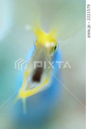 ハナヒゲウツボ 2221579