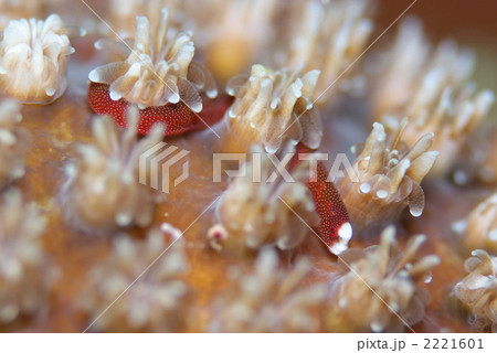 チンヨウジウオ チンヨウジウオ 2221601