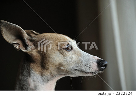 イタリアングレイハウンド 犬 イタリアングレーハウンドの写真素材