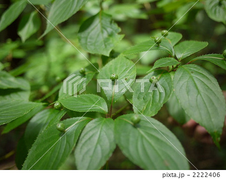 高尾山　ハナイカダ 2222406