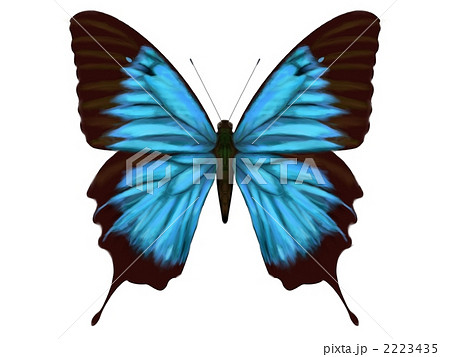 Swallowtail Butterfly Butterfly Butterflies Stock Illustration