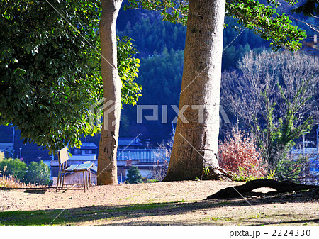 山城国分寺跡の大木(3) 2224330