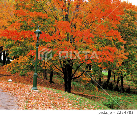 モントリオール 紅葉 モントリオール 紅葉 2224783