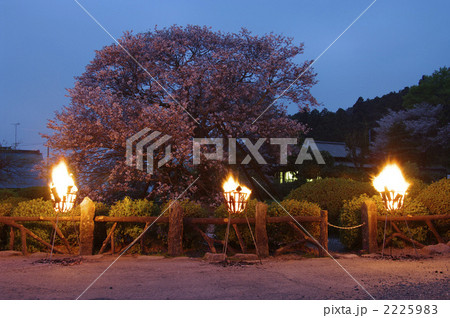 狩宿の下馬桜 狩宿の下馬桜 2225983