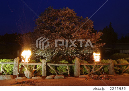 狩宿の下馬桜 2225986