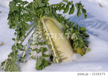 雪と大根 雪と大根 2226375