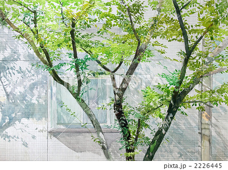 初夏 街中の桜 透明水彩によるリアルなスケッチ のイラスト素材