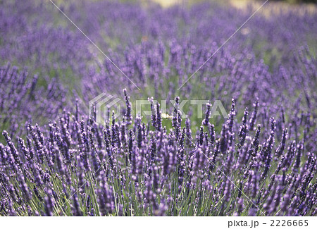 プロバンスのラベンダー畑 プロバンスのラベンダー畑 2226665