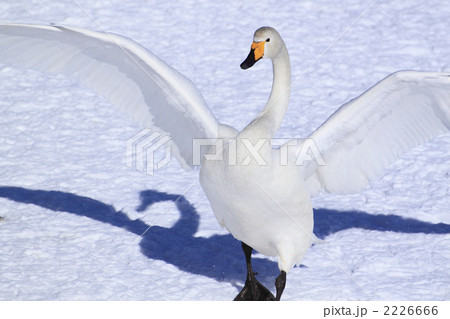 羽ばたく白鳥 2226666