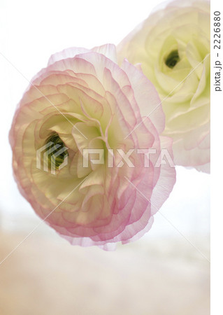 ラナンキュラスの花 2226880