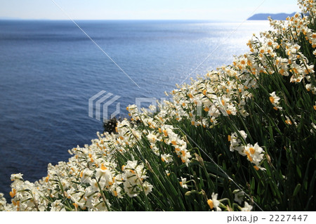 灘黒岩水仙峡 灘黒岩水仙峡 2227447