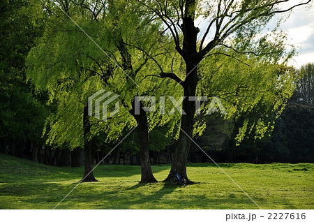 小春日和 2227616