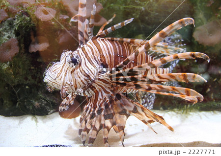 有毒生物ハナミノカサゴ 2227771