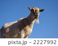 ヤギ 2227992