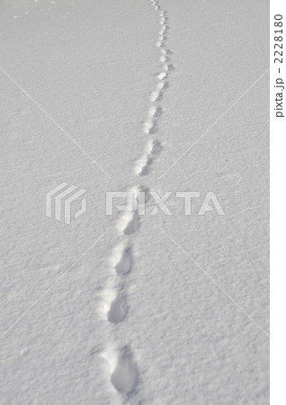 雪原の一本道 2228180