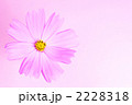 コスモス 2228318