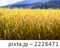 実り 2228471