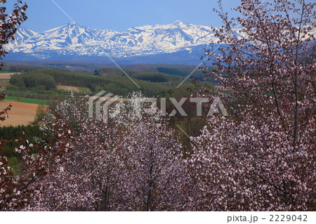 深山峠 満開の桜と十勝岳01 深山峠 満開の桜と十勝岳01 2229042