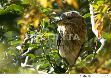 五位鷺の休息 五位鷺の休息 2229087