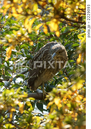 五位鷺の休息 五位鷺の休息 2229093