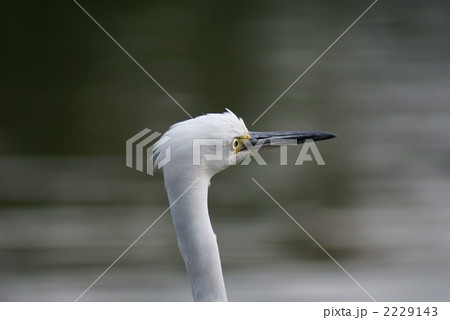 小鷺くん　頭逆立ってますよ❢ 2229143