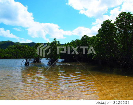 マングローブ マングローブ 2229532