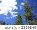 青空 2229840