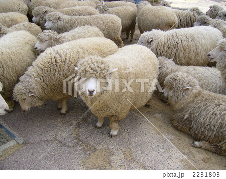 羊の群れ 2231803