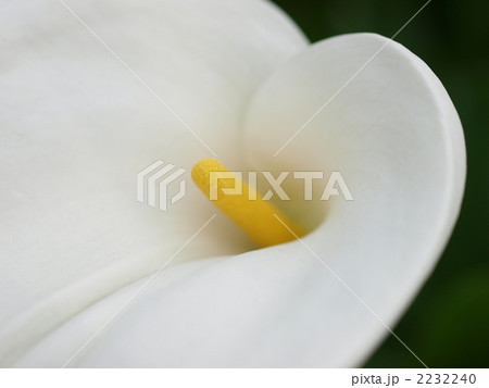 カラーの花 2232240