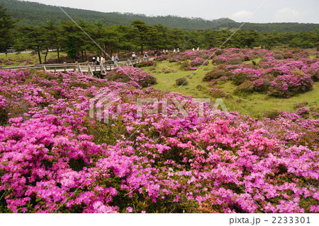 えびの高原つつじヶ丘のミヤマキリシマ えびの高原つつじヶ丘のミヤマキリシマ 2233301