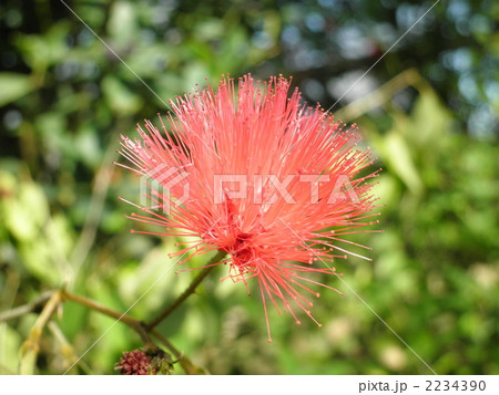 南房パラダイスにて 南房パラダイスにて 2234390