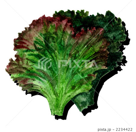 sunnyletuce11113pix. 2234422